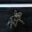 BrowBandana Dressage horse Medium Trot in BLACK